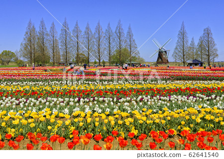 Tulip field Tulip field 62641540