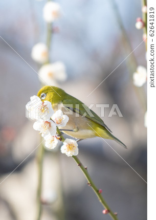 Osaka Castle Bairin White-eye Osaka Castle Bairin White-eye 62641819