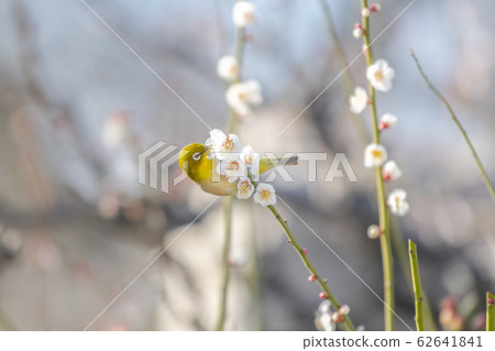 Osaka Castle Bairin White-eye Osaka Castle Bairin White-eye 62641841