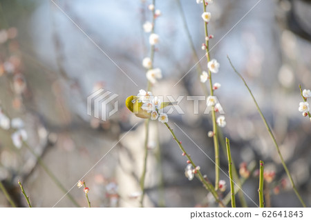 Osaka Castle Bairin White-eye Osaka Castle Bairin White-eye 62641843