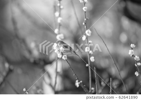 [Sepia] White Castle in Osaka Castle Bairin 62641890