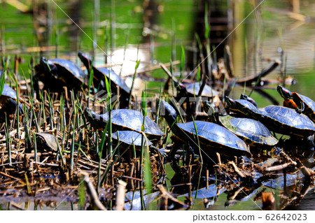 龜貝類 龜貝類 62642023