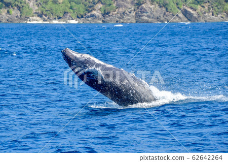 Humpback whale 62642264