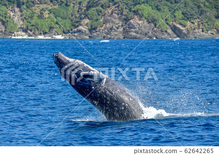 Humpback whale 62642265