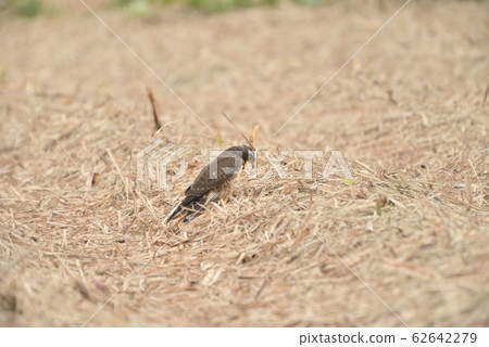 Wild bird / Hawk Wild bird / Hawk 62642279