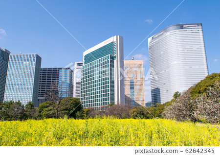 Tokyo Hamarikyu Gardens Rape Fields and Shiodome Buildings 62642345