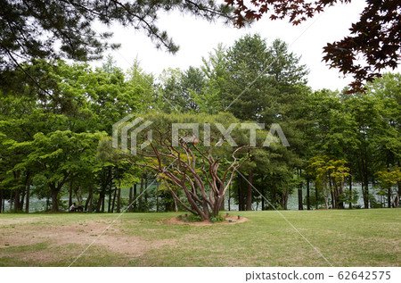Forest, park, gapyeong-gun, gyeonggi-do Forest, park, gapyeong-gun, gyeonggi-do 62642575