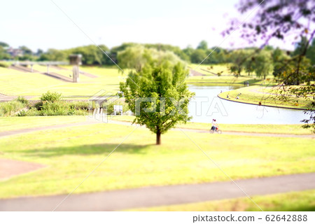 公園樹 公園樹 62642888