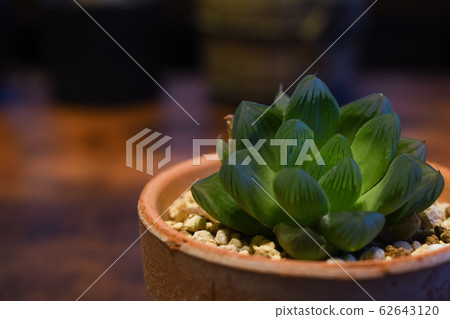 室內植物好色菊行 62643120