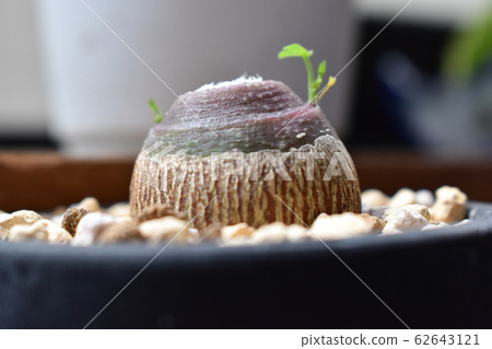 塊莖植物Adenia glauca 62643121
