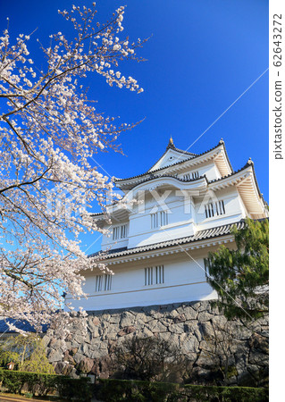 櫻花和大垣城 62643272