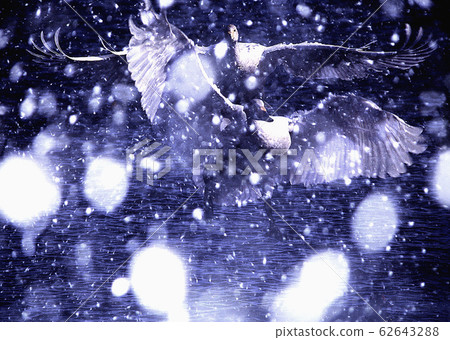 Swan Snow Stage 62643288
