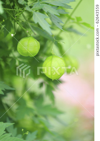 豐森卡祖拉和基巴納波斯菊 豐森卡祖拉和基巴納波斯菊 62643559