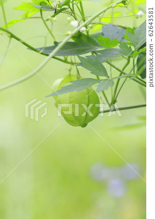 豐森卡祖拉和基巴納波斯菊 豐森卡祖拉和基巴納波斯菊 62643581