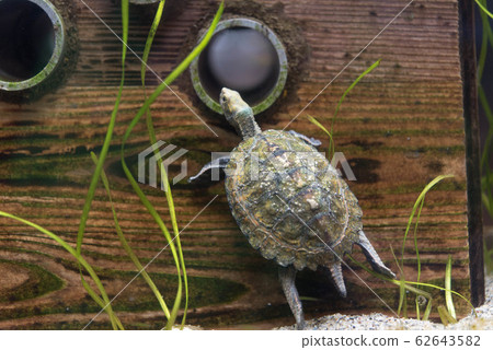 Turtles endemic to Japan endemic tortoise 62643582
