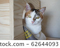 一隻放鬆的貓 62644093