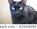 令人生畏的貓 62644094