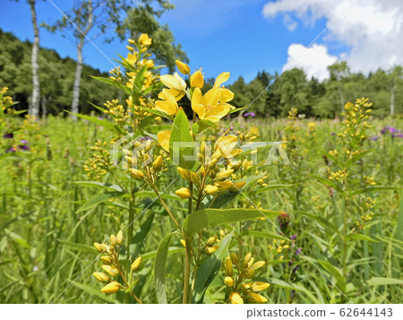 Kusare Dama 62644143