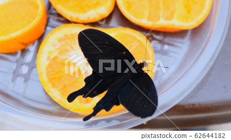 Close-up side view a black butterfly drinks nectar on citrus fruits. Butterfly on oranges 62644182