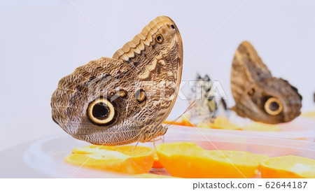 brown large butterflies drinks nectar on citrus fruits. Butterfly on oranges. close-up. brown large butterflies drinks nectar on citrus fruits. Butterfly on oranges. close-up. 62644187