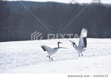 Cranes dancing with two (Hokkaido) 62644235