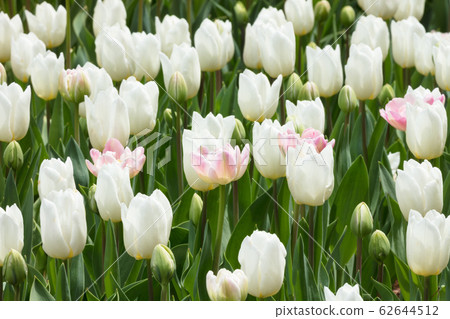 Tulip Flower Field 62644512