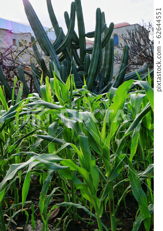 瓦哈卡州民族植物園-墨西哥 62644551