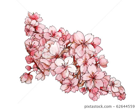 Illustration of cherry blossoms Hand-painted transparent watercolor Illustration of cherry blossoms Hand-painted transparent watercolor 62644559