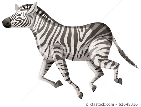 Wild zebra running on white background Wild zebra running on white background 62645310