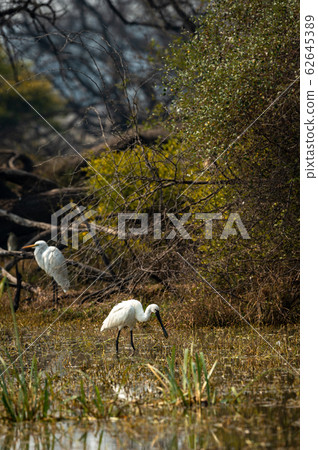 Eurasian spoonbill or common spoonbill in search of fish in wetlands of keoladeo national park or bharatpur bird sanctuary, rajasthan, india - Platalea leucorodia Eurasian spoonbill or common spoonbill in search of fish in wetlands of keoladeo national park or bharatpur bird sanctuary, rajasthan, india - Platalea leucorodia 62645389