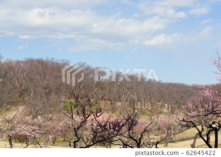 橫濱 - 根岸森林公園 橫濱 - 根岸森林公園 62645422