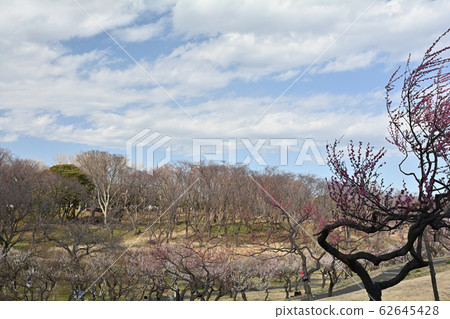 橫濱 - 根岸森林公園 橫濱 - 根岸森林公園 62645428