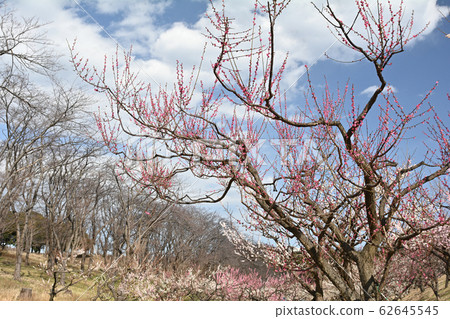 Yokohama - Negishi Forest Park Yokohama - Negishi Forest Park 62645545