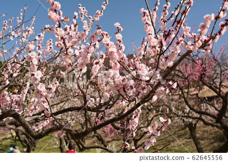 Yokohama - Negishi Forest Park Yokohama - Negishi Forest Park 62645556