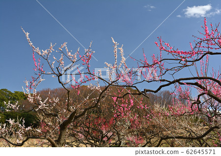 橫濱 - 根岸森林公園 橫濱 - 根岸森林公園 62645571