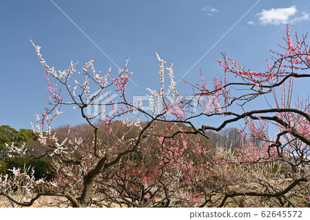 橫濱 - 根岸森林公園 62645572