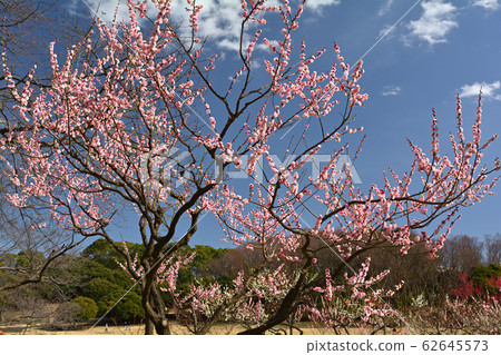 橫濱 - 根岸森林公園 62645573