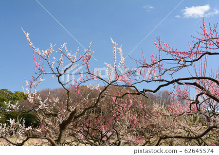 橫濱 - 根岸森林公園 62645574