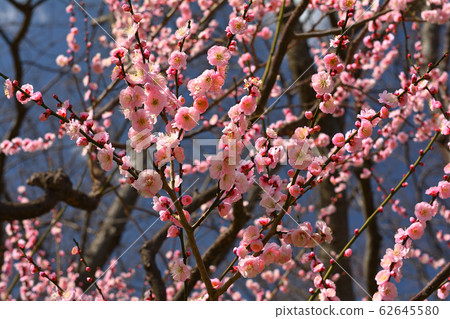 橫濱 - 根岸森林公園 橫濱 - 根岸森林公園 62645580