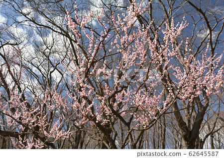 Yokohama - Negishi Forest Park 62645587