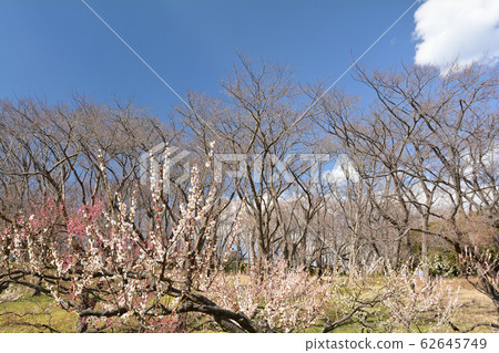 Yokohama - Negishi Forest Park 62645749