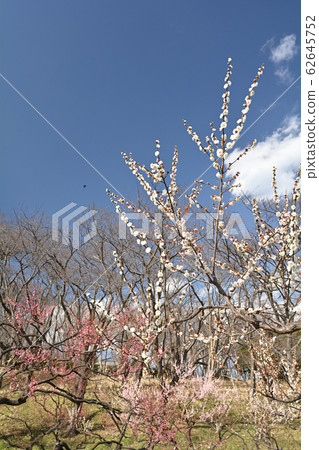 橫濱 - 根岸森林公園 62645752