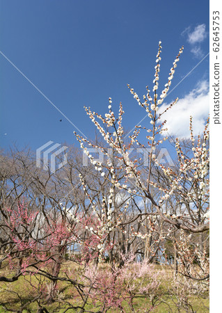 Yokohama - Negishi Forest Park 62645753