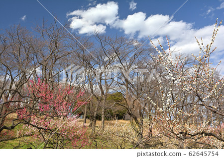 橫濱 - 根岸森林公園 橫濱 - 根岸森林公園 62645754
