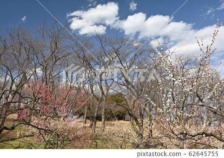 橫濱 - 根岸森林公園 62645755