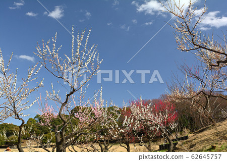 橫濱 - 根岸森林公園 橫濱 - 根岸森林公園 62645757