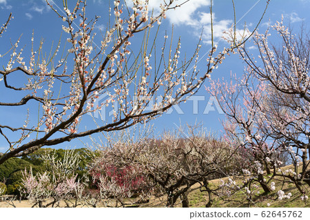 Yokohama - Negishi Forest Park 62645762