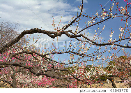 橫濱 - 根岸森林公園 62645778