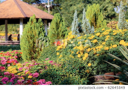 flower in the garden. flower in the garden. 62645849