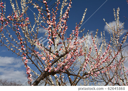 橫濱 - 根岸森林公園 橫濱 - 根岸森林公園 62645868